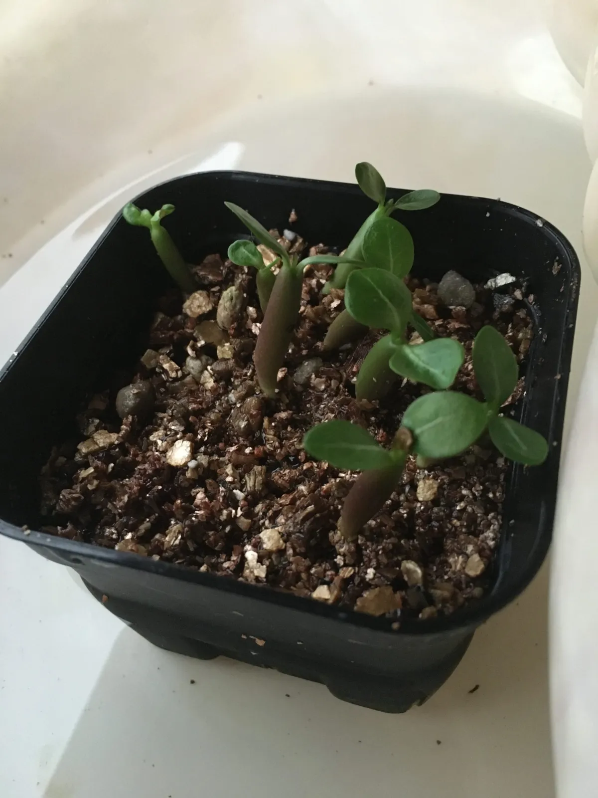 Adenium somalense var. black somalense (アデニウム ブラックソマレンセ)