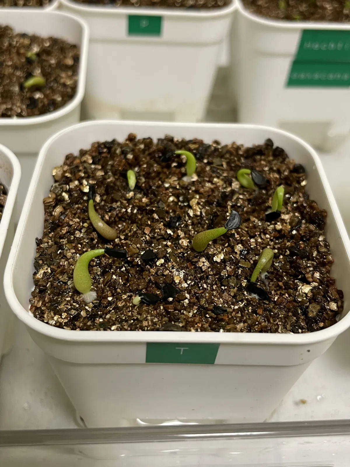Agave titanota Blue Lot. (アガベ チタノタブルー)