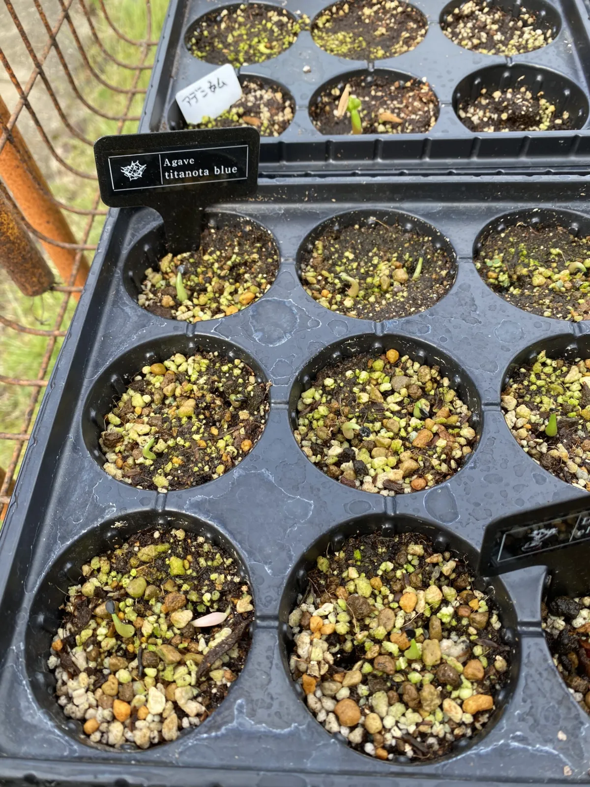 Agave titanota Blue Lot. (アガベ チタノタブルー)