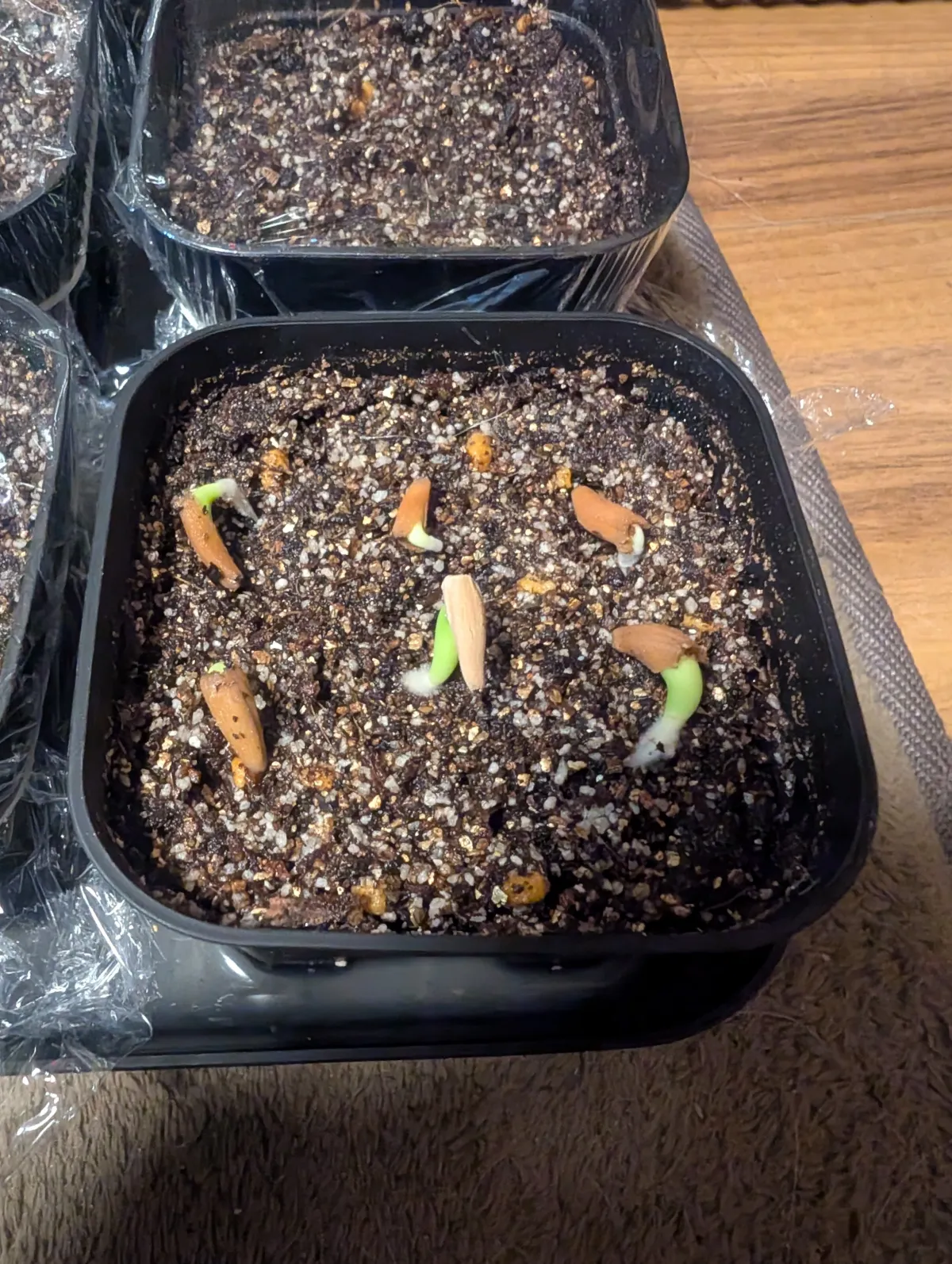 KHZ Adenium thai socotranum KHZ (アデニウム タイ ソコトラナム)