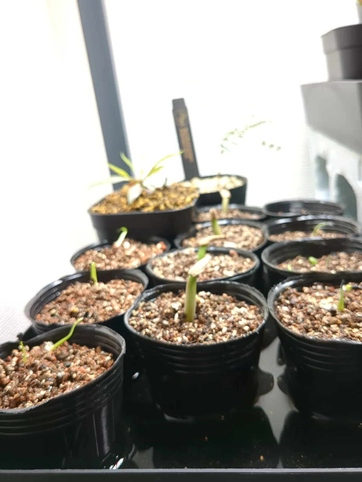 Agave oteroi Lot. (アガベ オテロイ)
