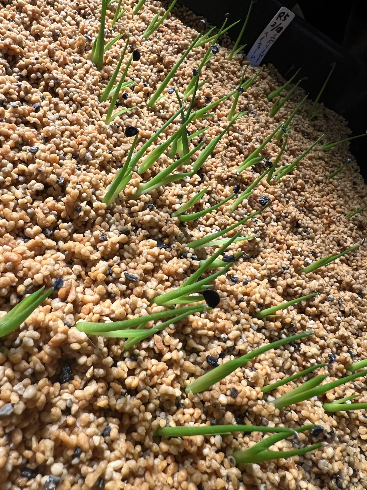 Agave utahensis var. eborispina (アガベ エボリスピナ ヘイフォード)