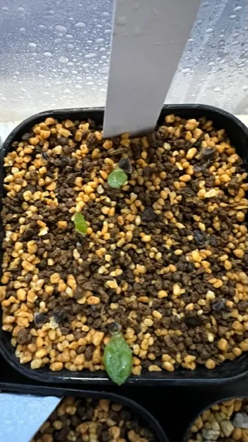 Aloe marlothii ssp. marlothii (アロエ マルロシー)