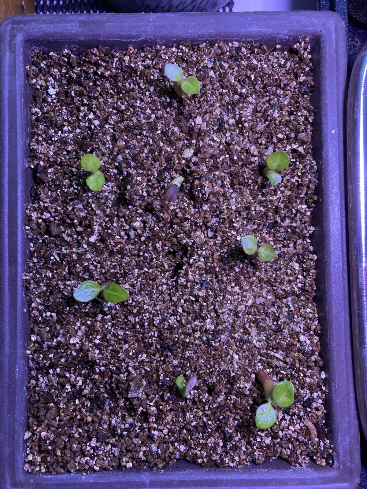Adenium obesum (アデニウム オベスム)