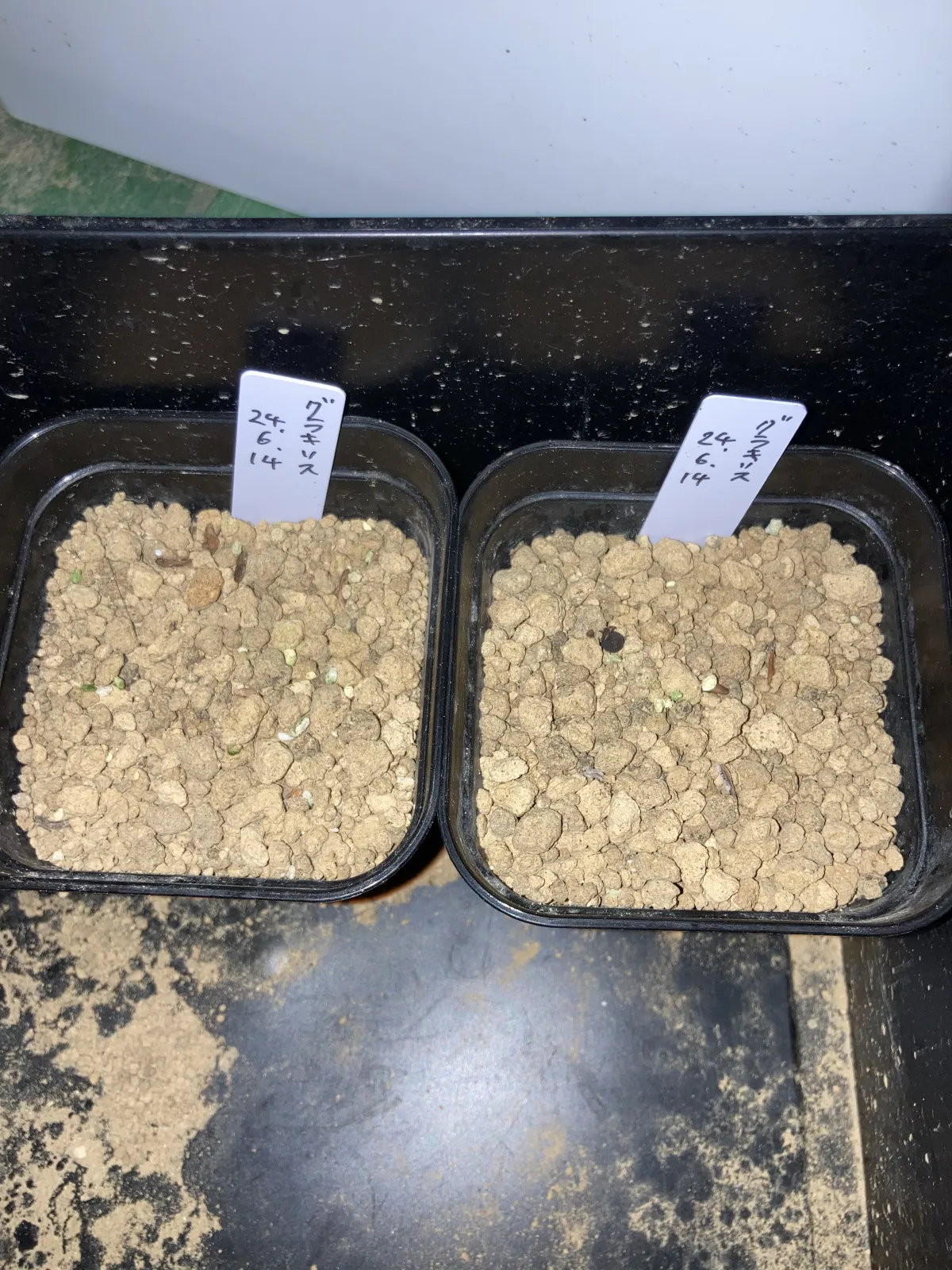 Pachypodium rosulatum var. gracilius ([無料種子] 発芽難 パキポディウム グラキリス　)