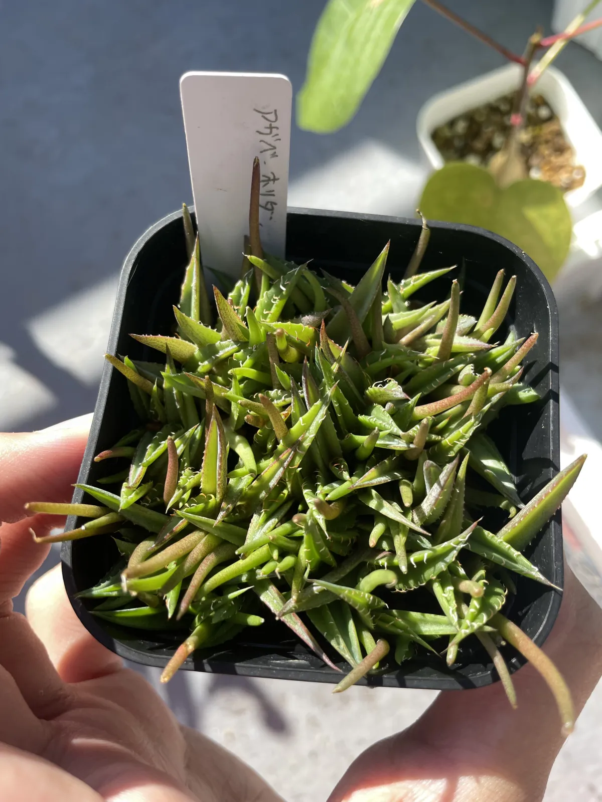 Agave horrida ssp. horrida (アガベ ホリダ)