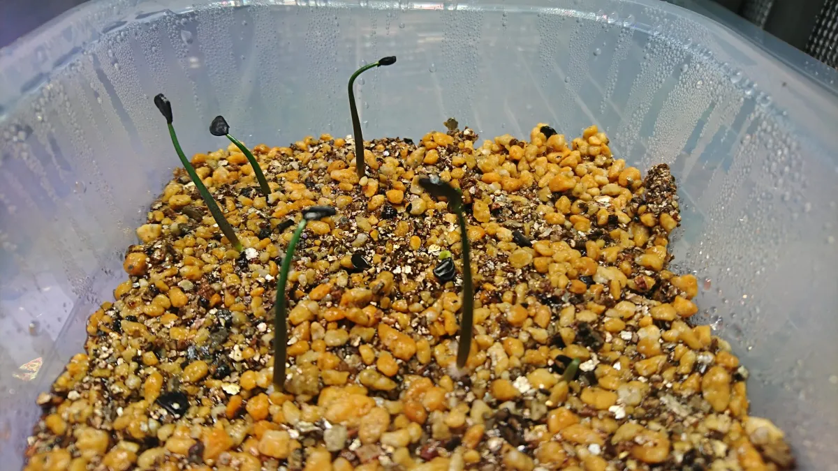 Agave guadalajarana (アガベ グアダラハラナ)