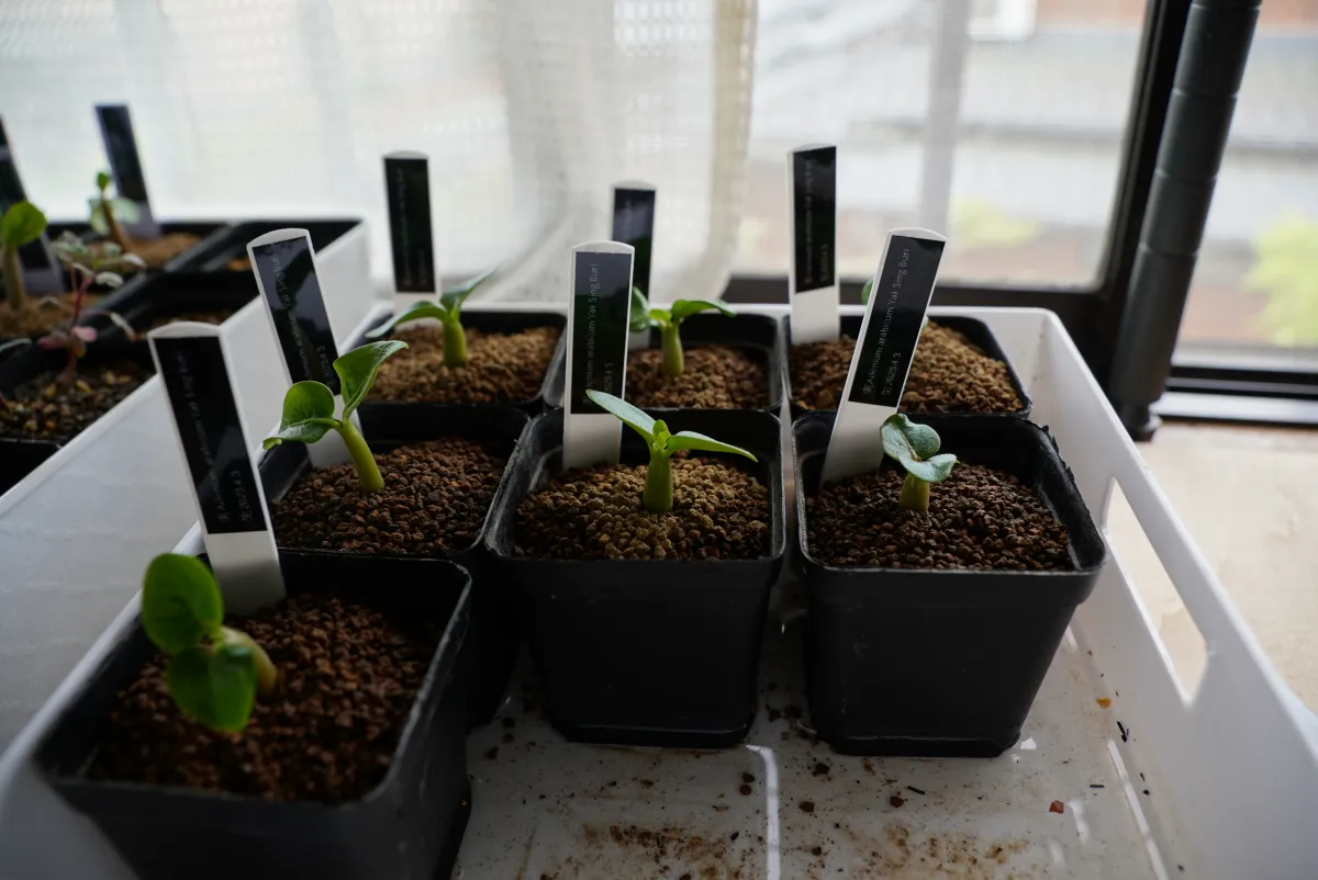 YSB Adenium arabicum Yak Sing Buri (アデニウム アラビカム)