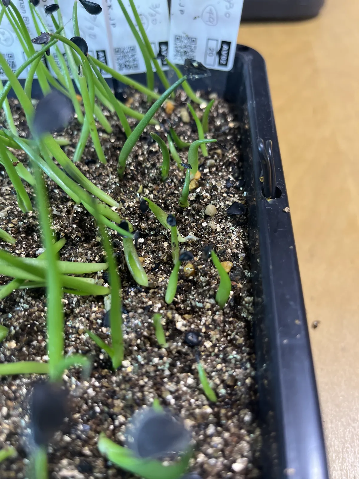 Agave titanota Blue Lot. (アガベ チタノタブルー)