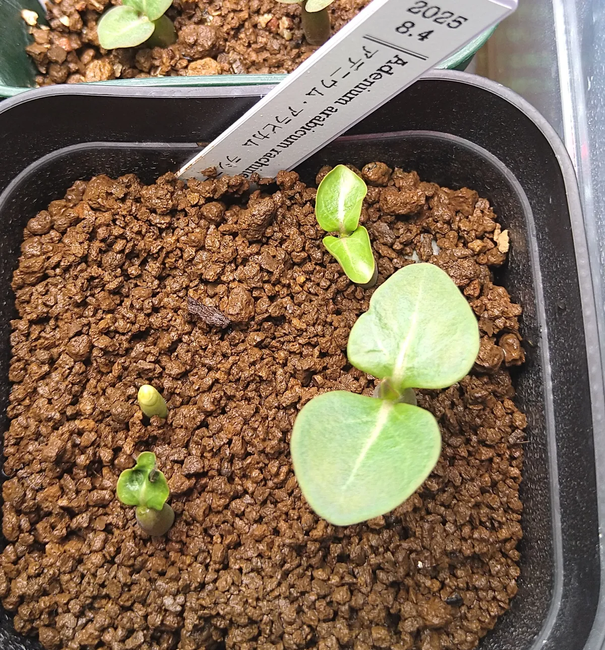 Adenium arabicum rachine (アデニウム アラビカム ラシニー)