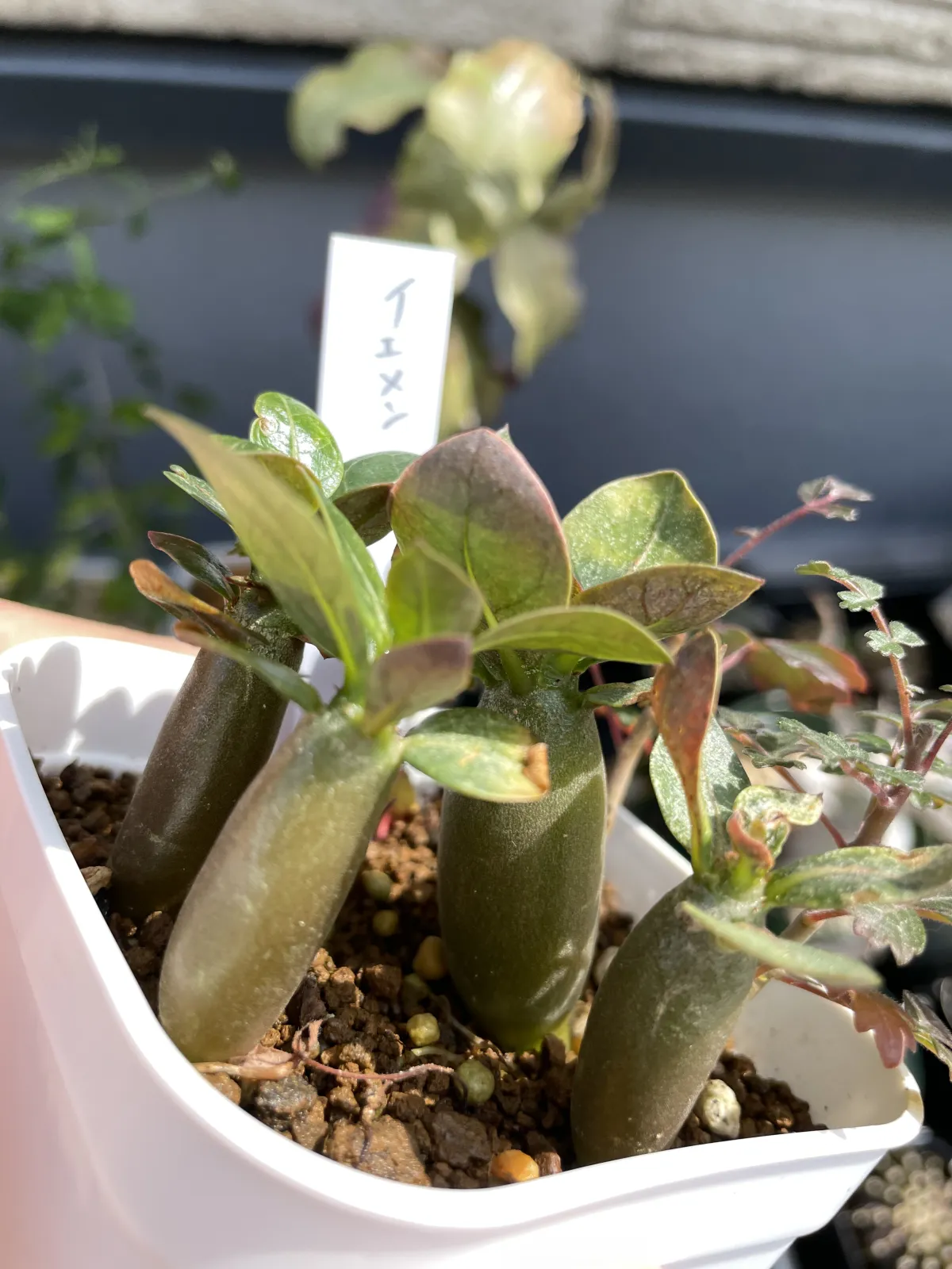 Adenium arabicum Yemen (アデニウム アラビカム イエメン)