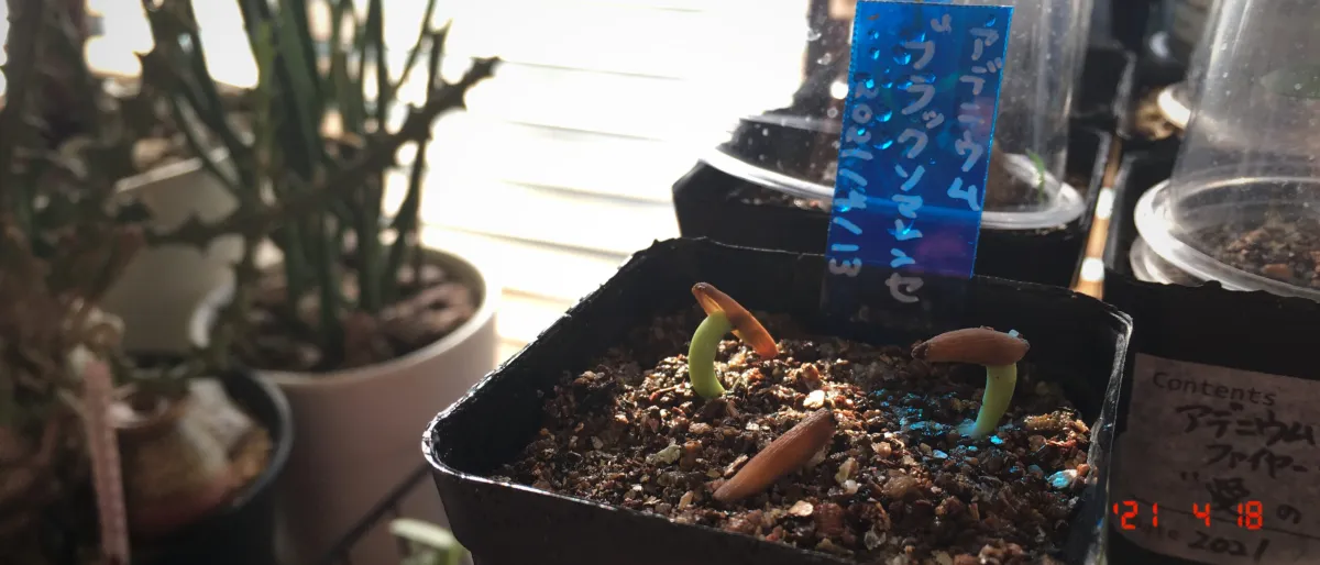 Adenium somalense var. black somalense (アデニウム ブラックソマレンセ)