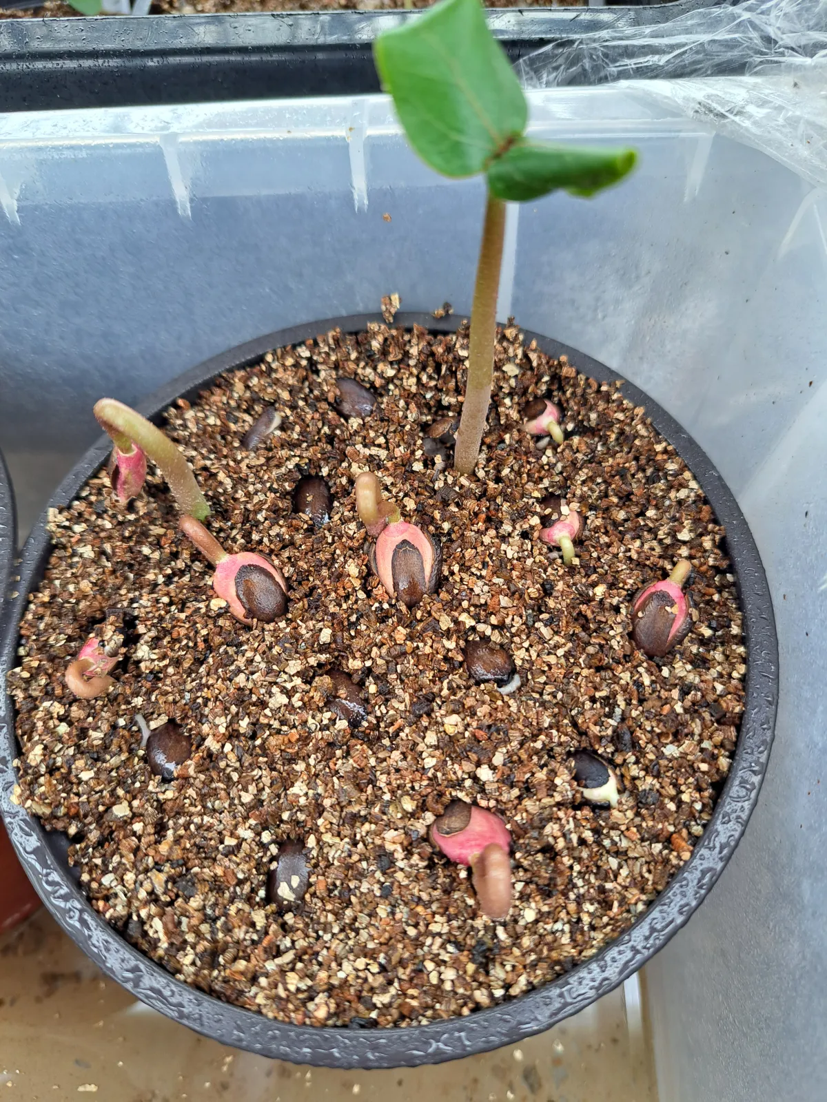 Jatropha podagrica red (ヤトロファ ポダグリカ レッド)