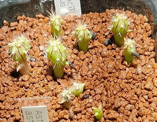 Ferocactus gracilis subsp. coloratus (フェロカクタス コロラタス)