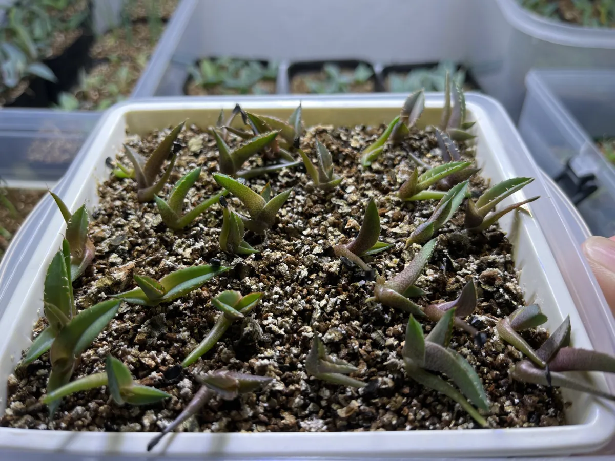 Agave titanota Blue Lot. (アガベ チタノタブルー)
