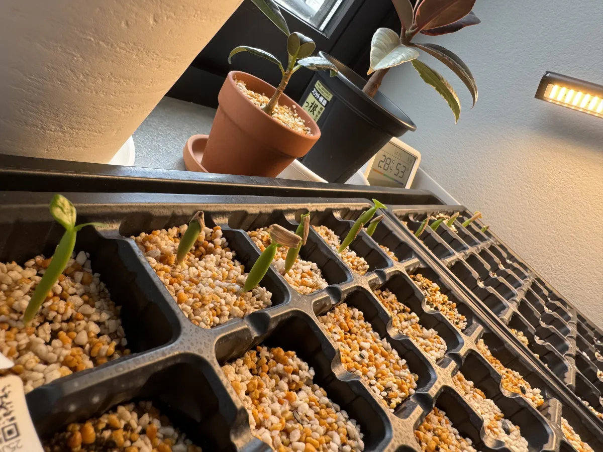 Adenium obesum (アデニウム オベスム)