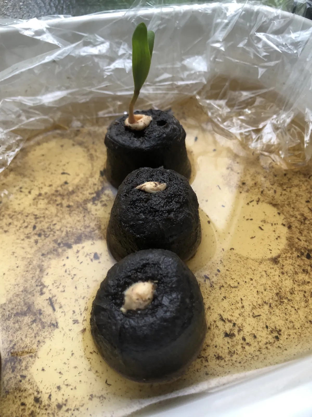 Welwitschia mirabilis ([無料種子/発芽難ロット] ウェルウィッチア ミラビリス 奇想天外)
