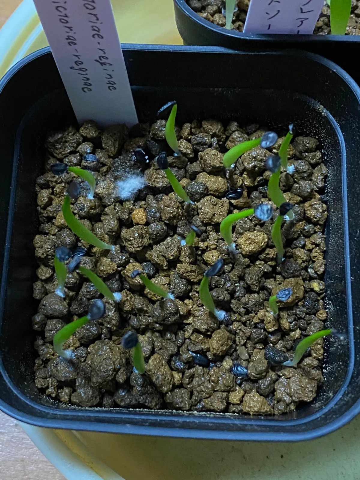 Agave victoriae-reginae ssp. victoriae-reginae (アガベ ビクトリアレジーナエ 笹の雪)