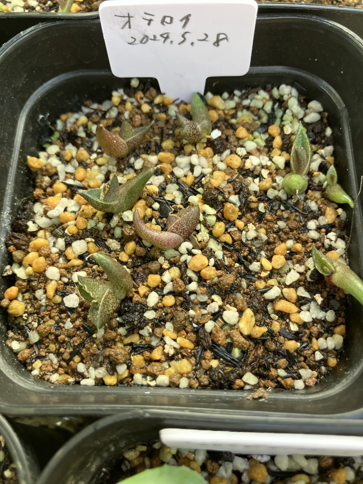 Agave oteroi Lot. (アガベ オテロイ)