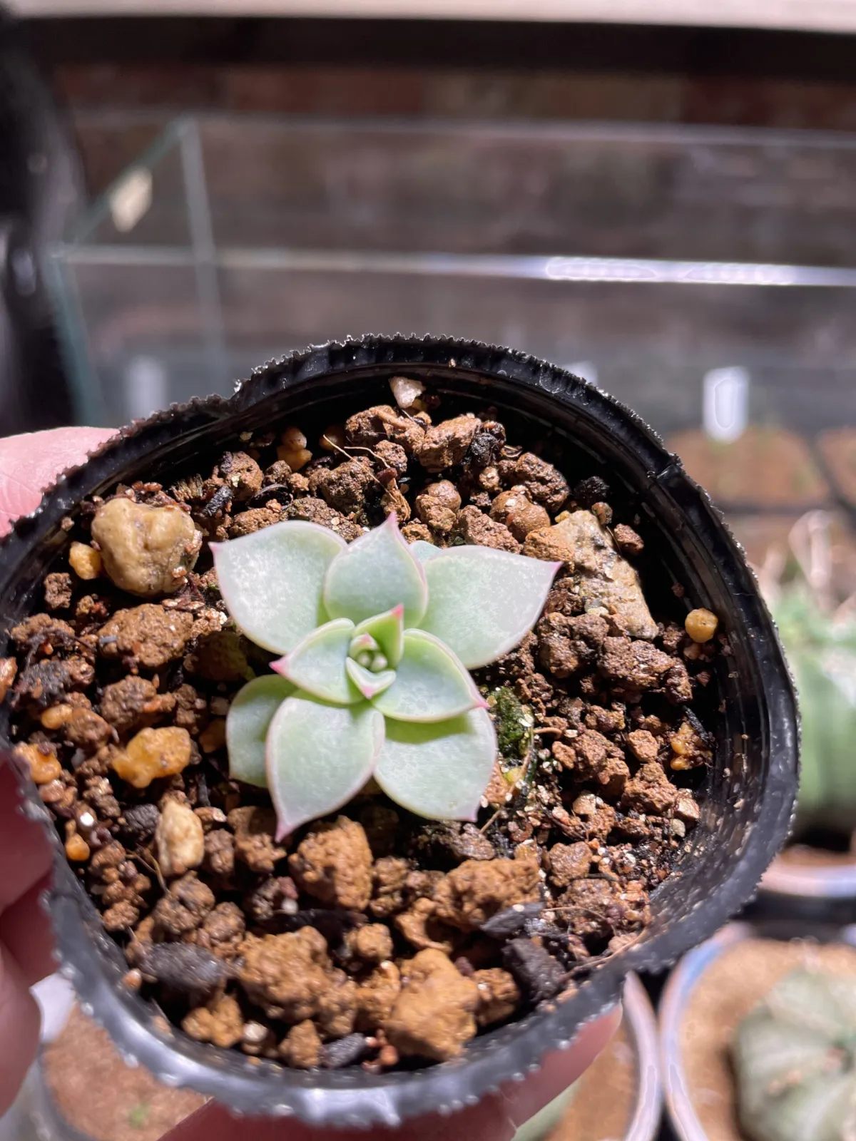 Echeveria chihuahuaensis Yecora (エケベリア チワワエンシス イエコラ)