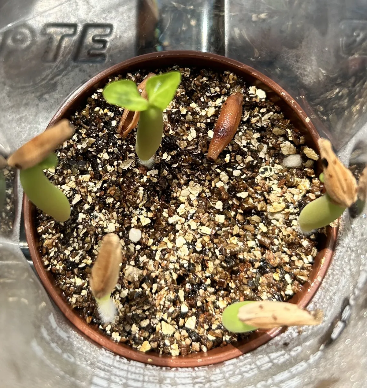 Adenium arabicum Godji (アデニウム アラビカムゴッジ)