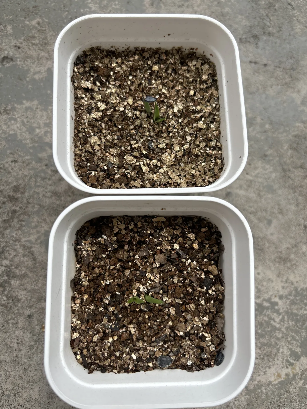 Agave asperrima subsp. asperrima (アガベ アスペリーマ)