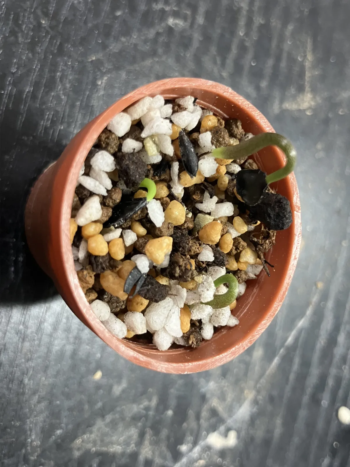 Agave potatorum (アガベ ポタトラム)