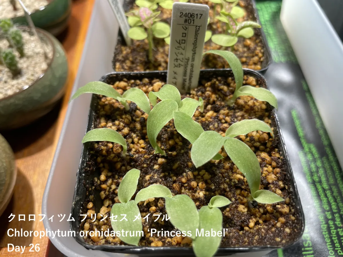 Chlorophytum orchidastrum (クロロフィツム プリンセス メイブル)