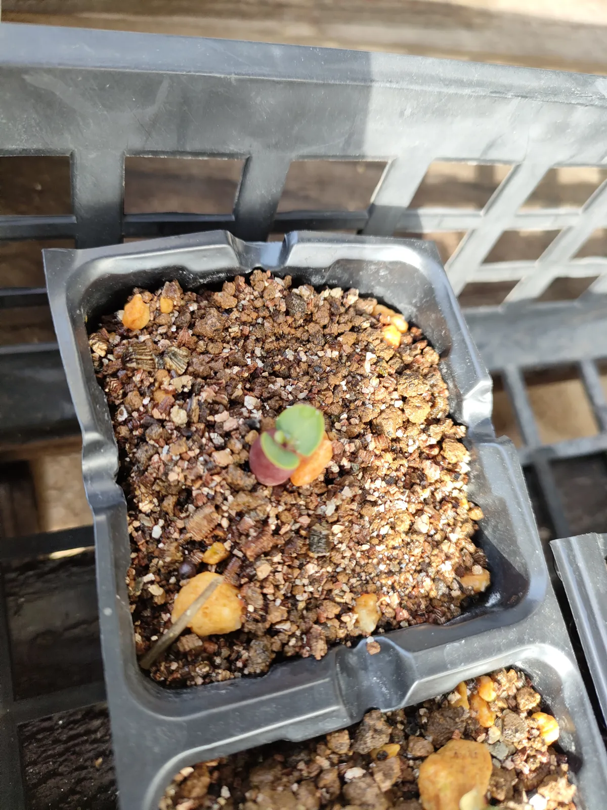 Pachypodium succulentum (パキポディウム サキュレンタム)