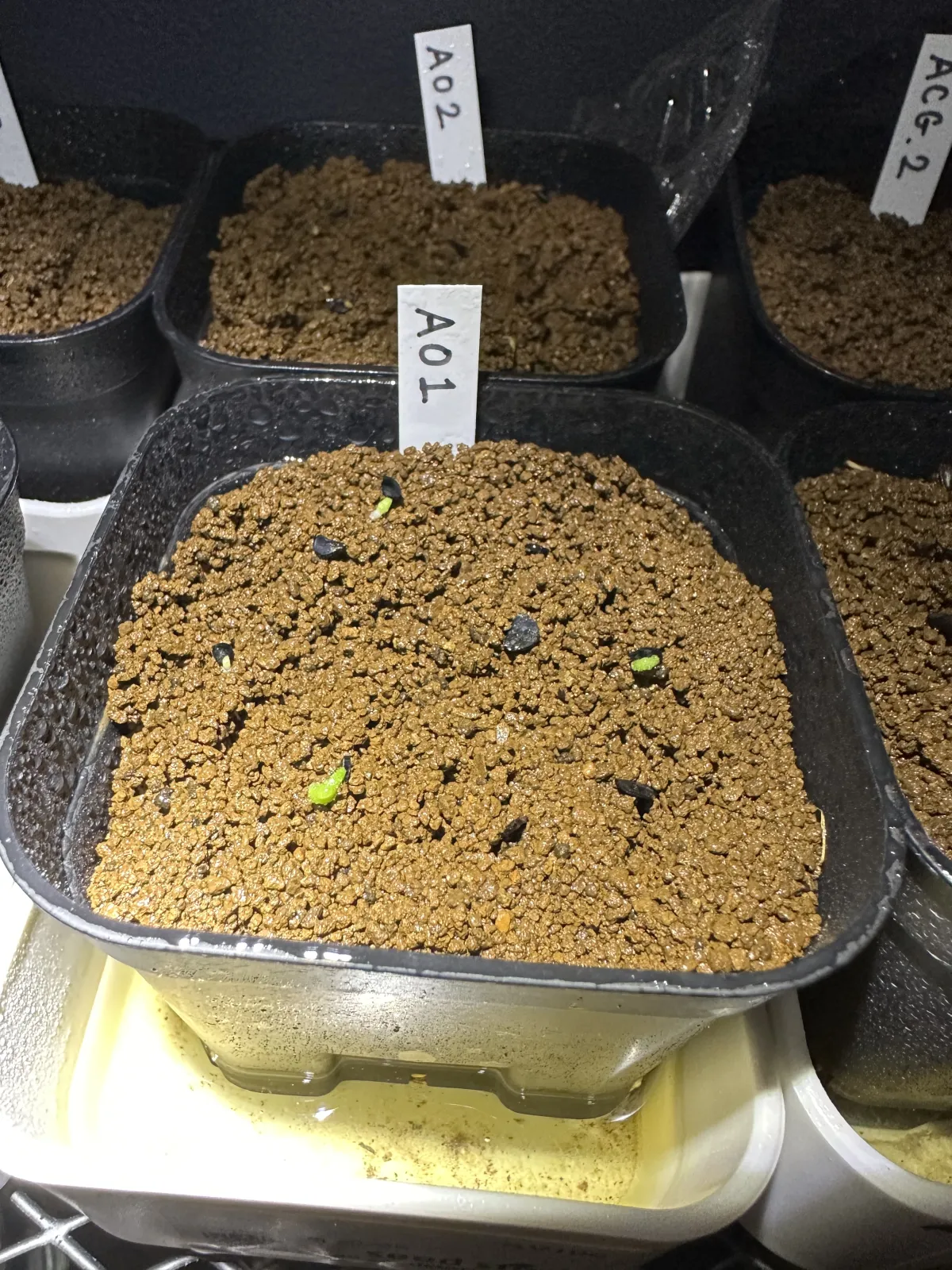 Agave oteroi Lot. (アガベ オテロイ)
