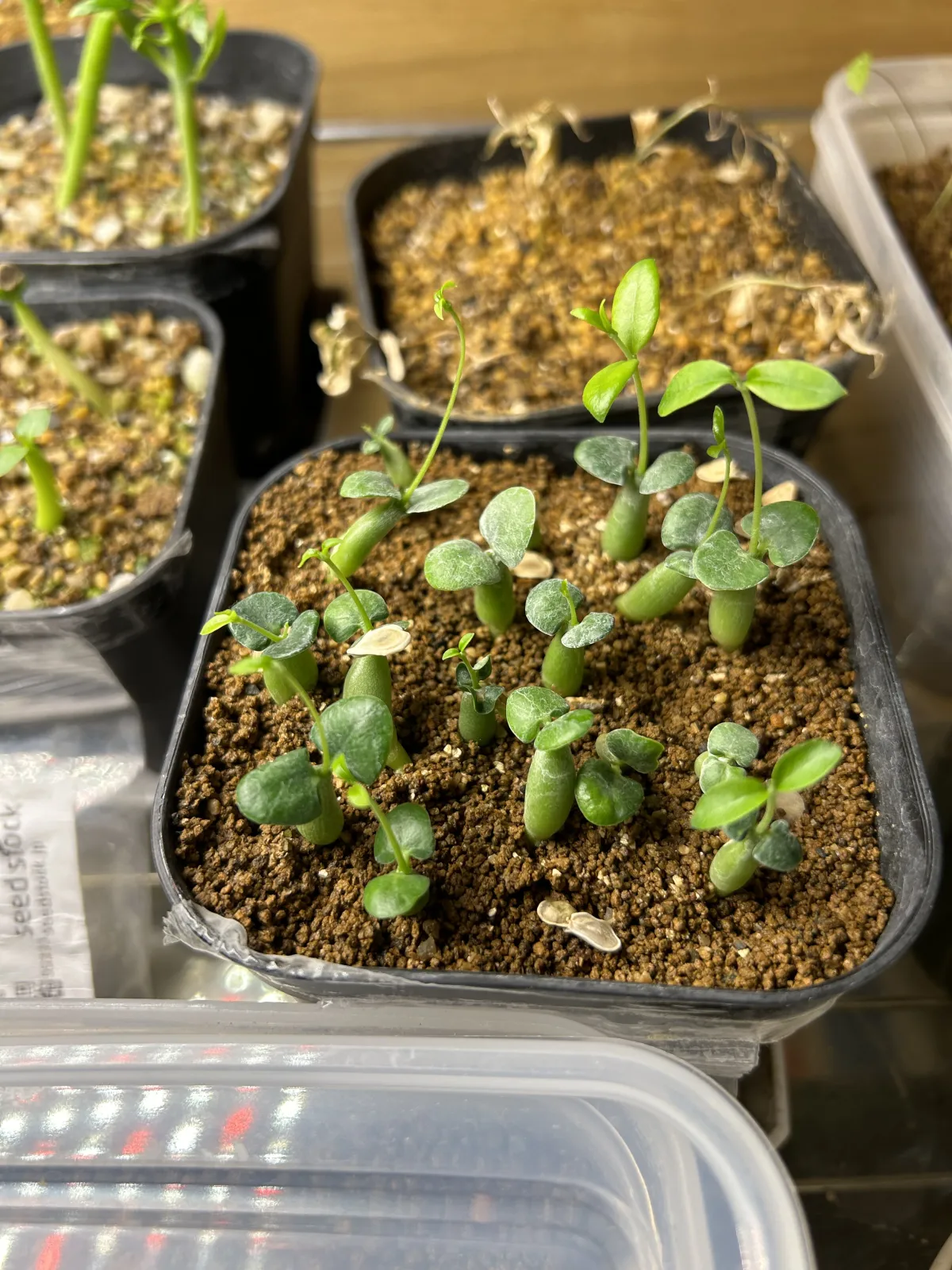 Fockea edulis (フォッケア 火星人)