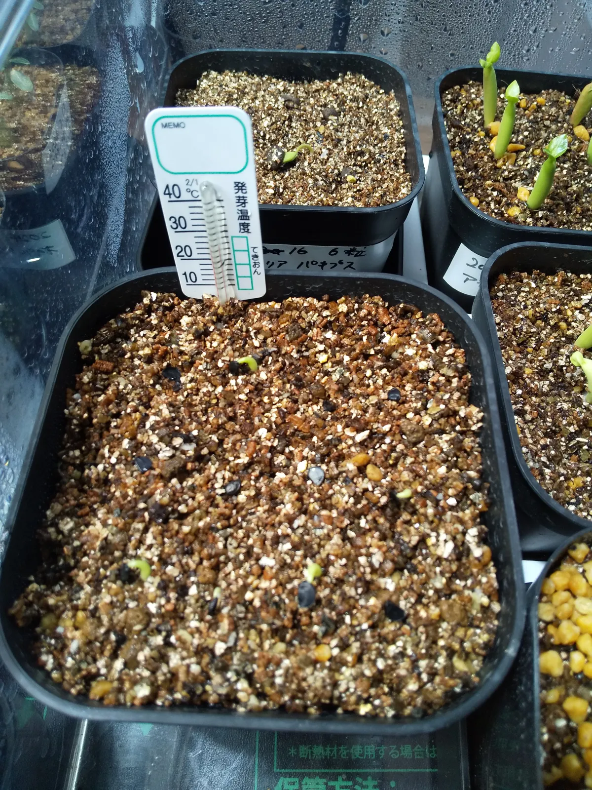 Agave victoriae-reginae ssp. victoriae-reginae (アガベ ビクトリアレジーナエ 笹の雪)