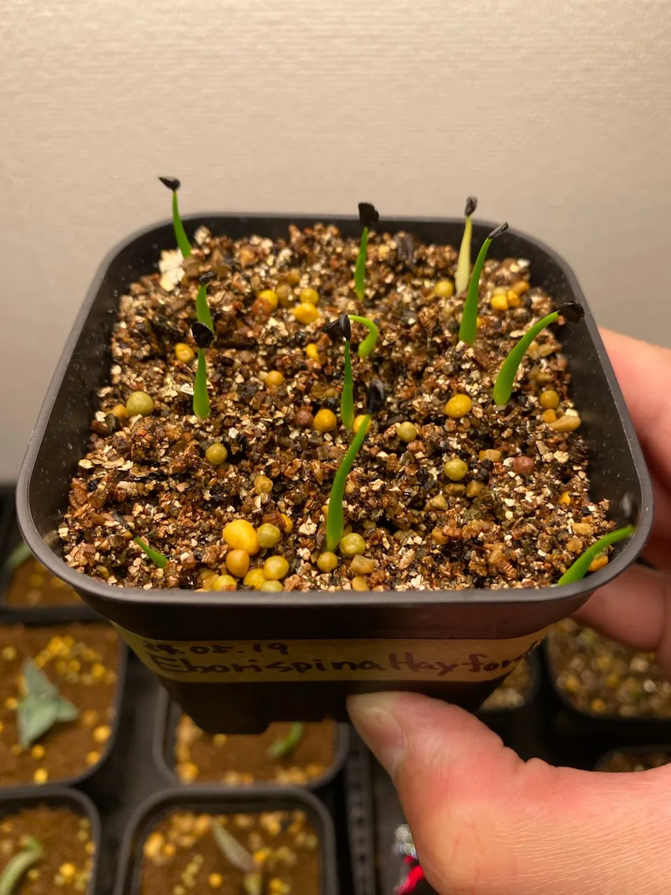 Agave utahensis var. eborispina (アガベ エボリスピナ ヘイフォード)