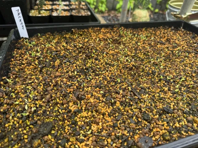 Agave oteroi Lot. (アガベ オテロイ)
