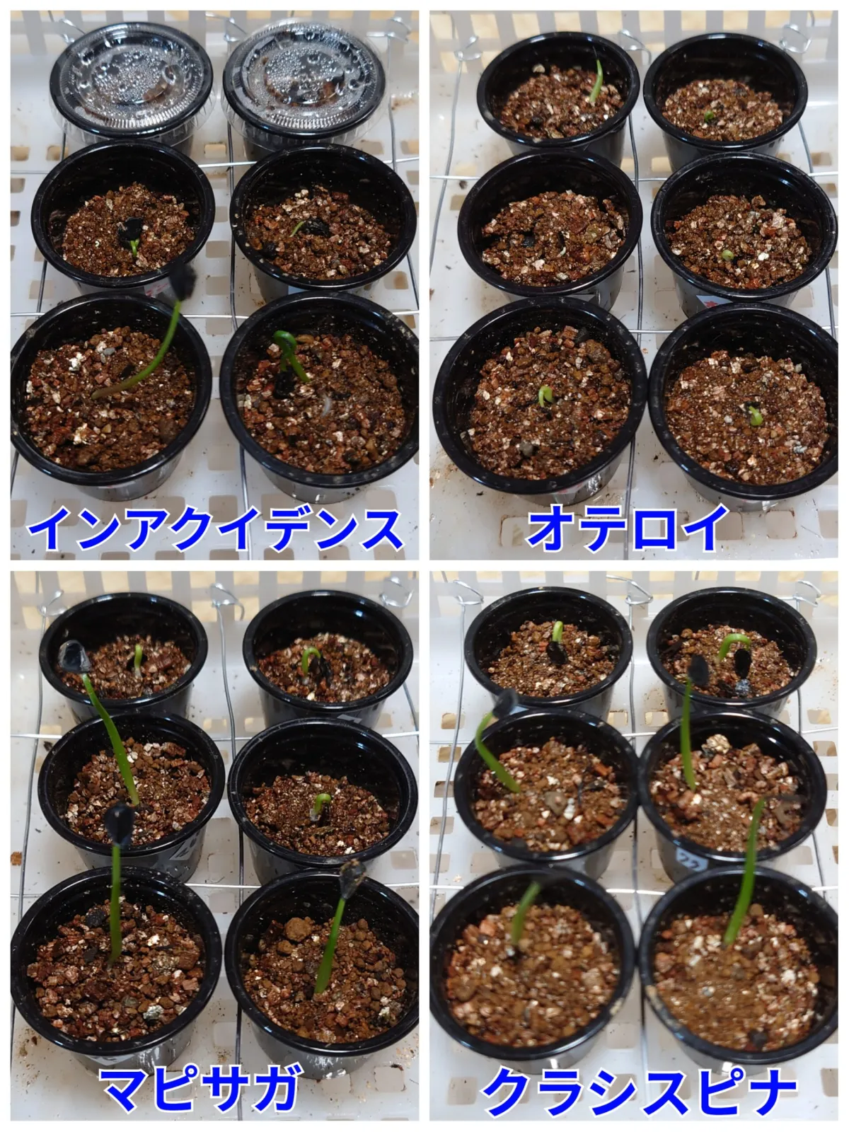 Agave inaequidens ssp. inaequidens (アガベ インアクイデンス)