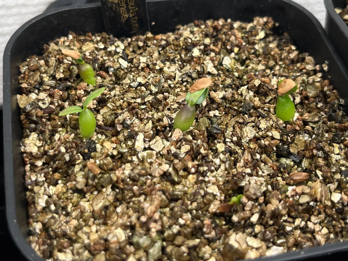 Pachypodium rosulatum ssp. makayense (パキポディウム マカイエンセ)
