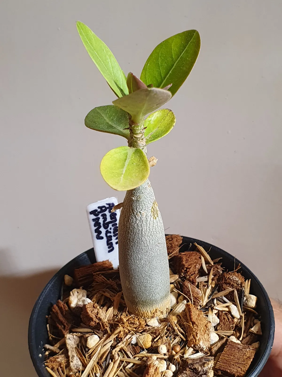 PNW Adenium arabicum phet na wang (アデニウム アラビカム)