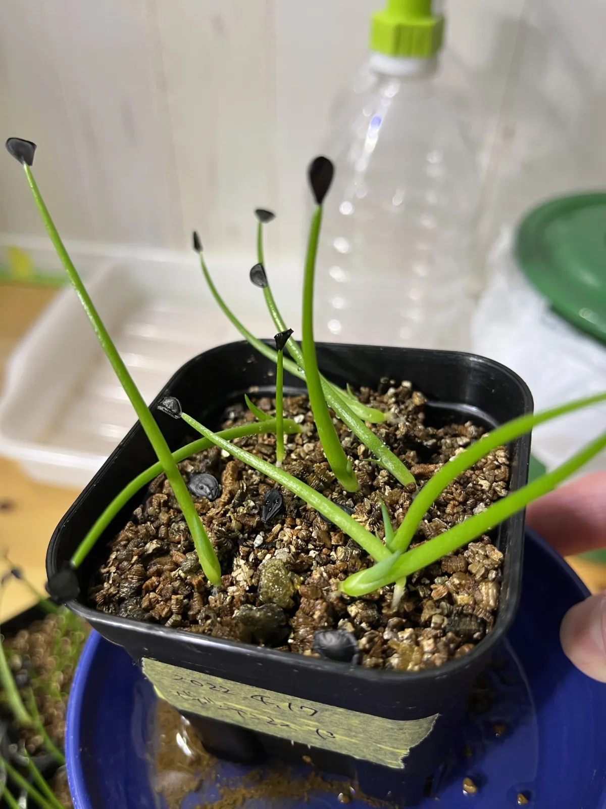 Agave gigantensis (アガベ ギガンテンシス)