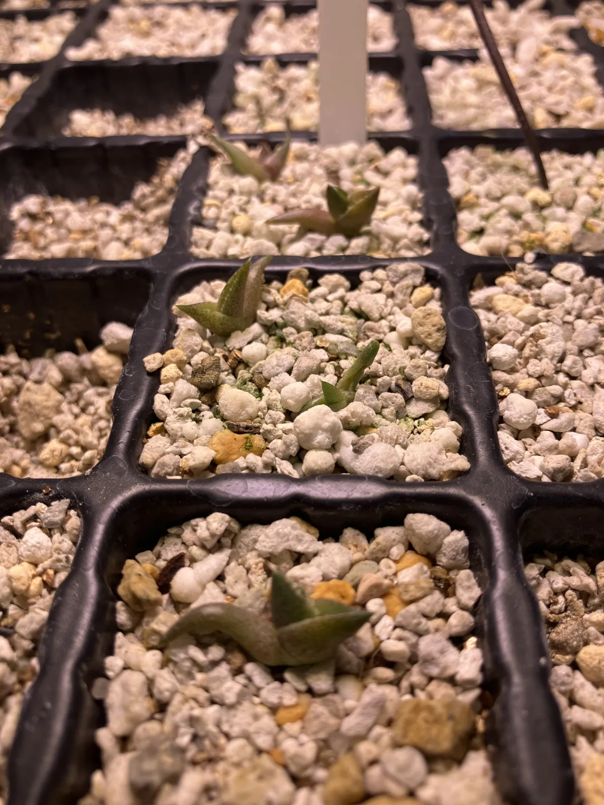 Agave oteroi Lot. (アガベ オテロイ)