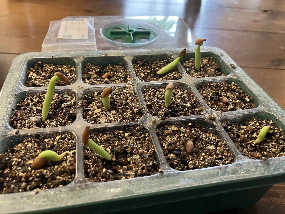 PNW Adenium arabicum phet na wang (アデニウム アラビカム)