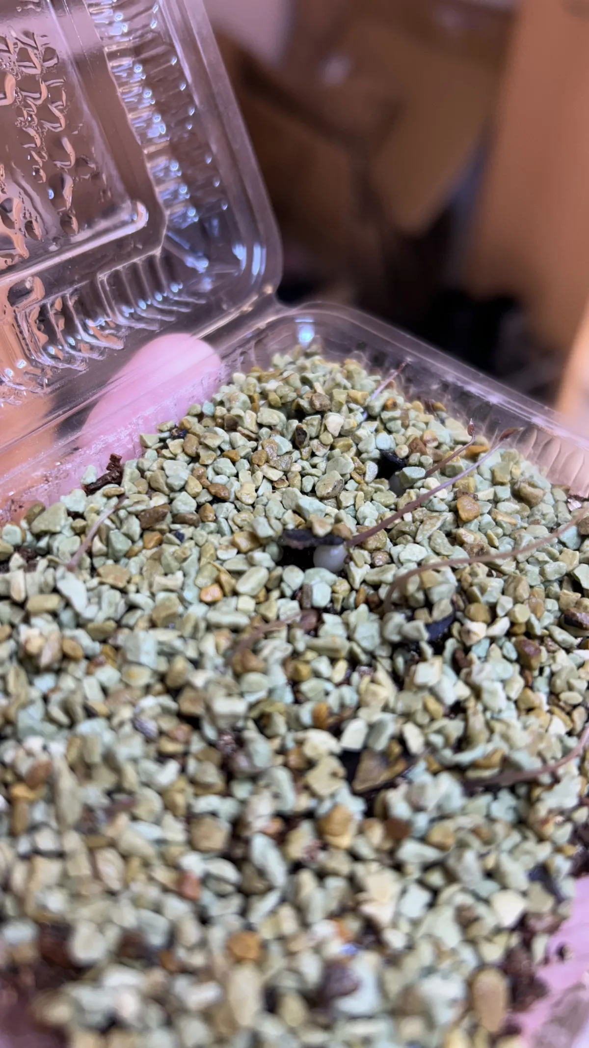 Dioscorea elephantipes (ディオスコレア エレファンティペス)