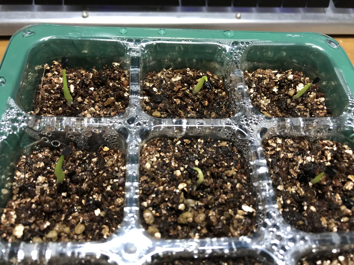 Agave oteroi Lot. (アガベ オテロイ)