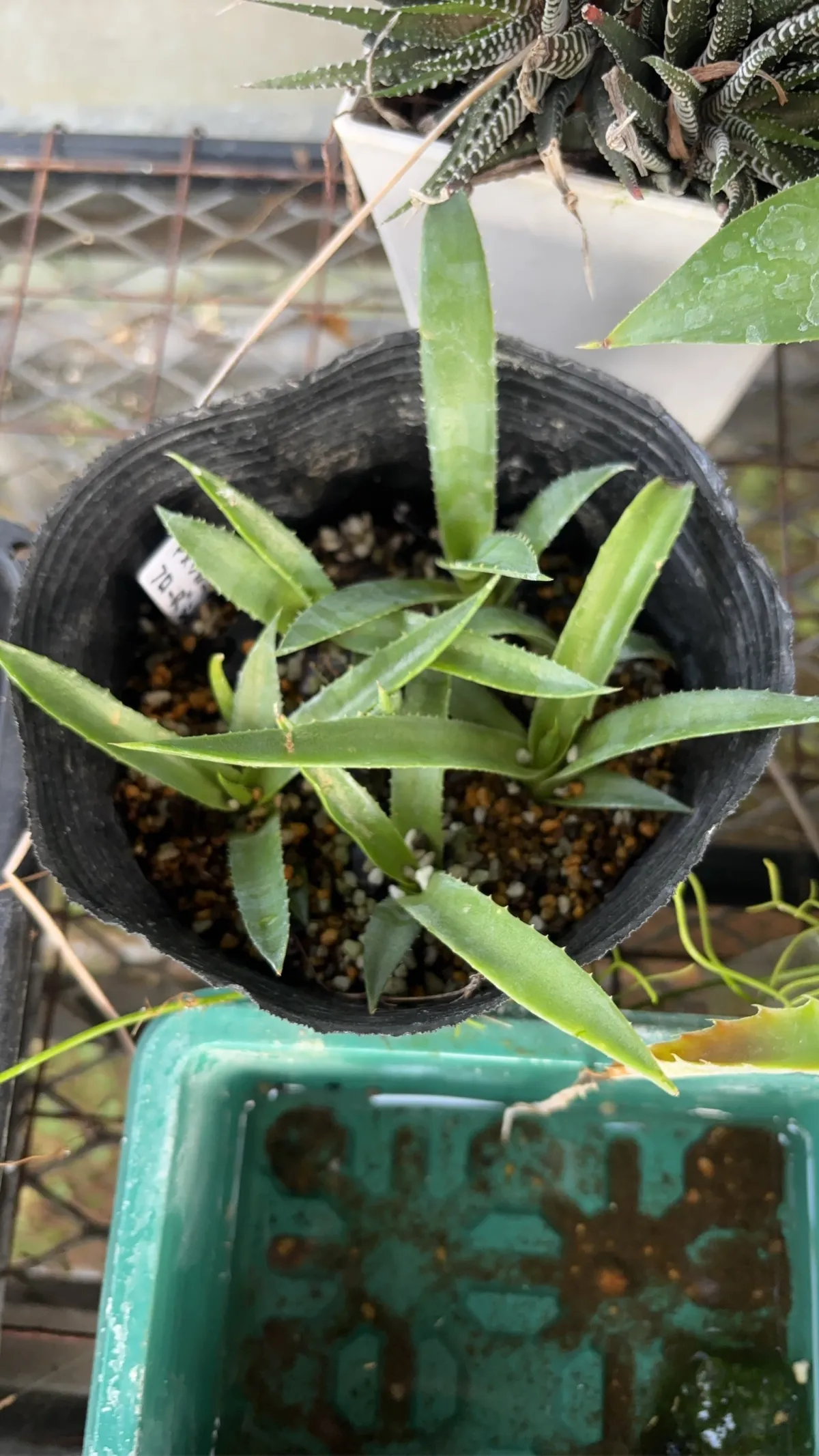 Agave americana var. franzosinii (アガベ フランゾシニー)