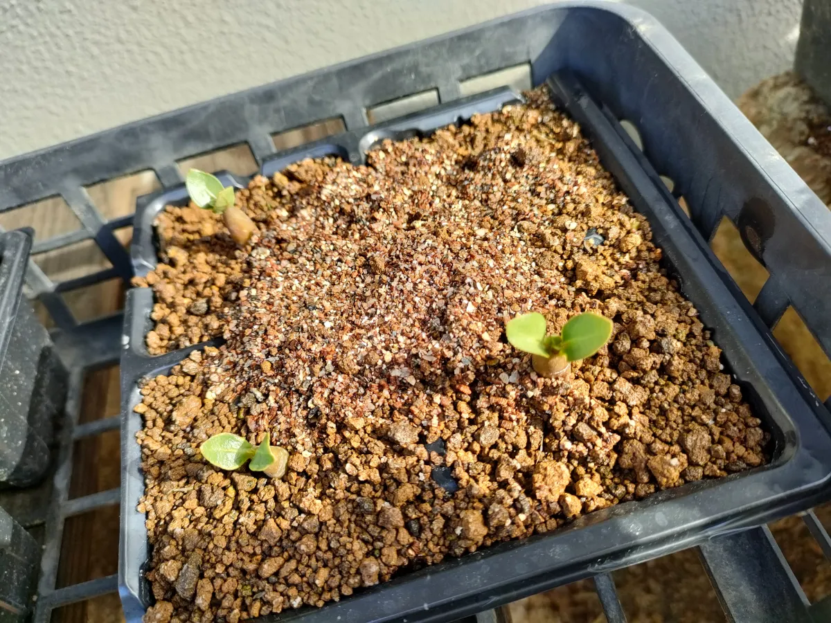 Adenium arabicum Black stem (アデニウム アラビカム ブラックステム)