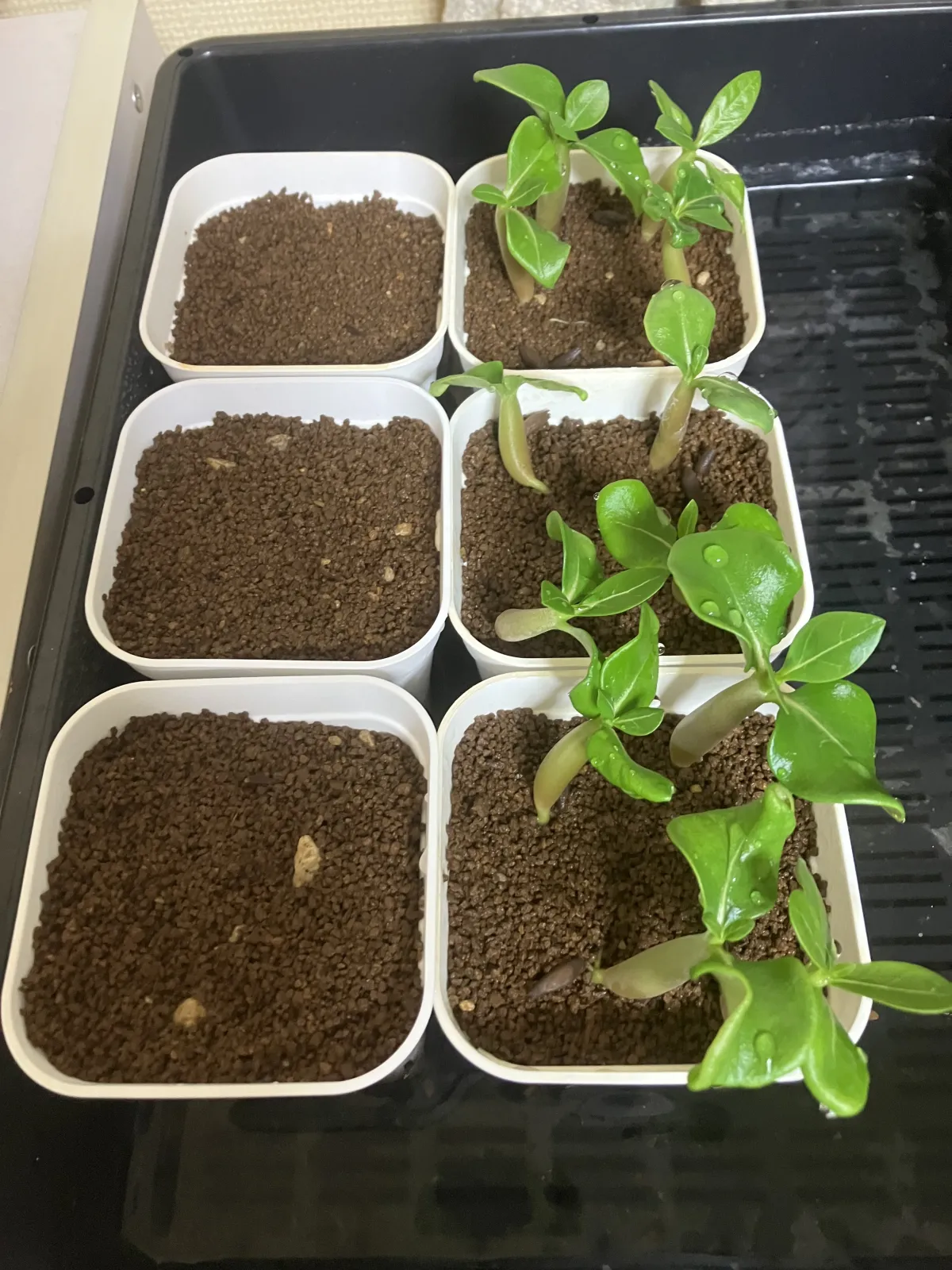 Pachypodium rosulatum var. gracilius ([無料種子] 発芽難 パキポディウム グラキリス　)