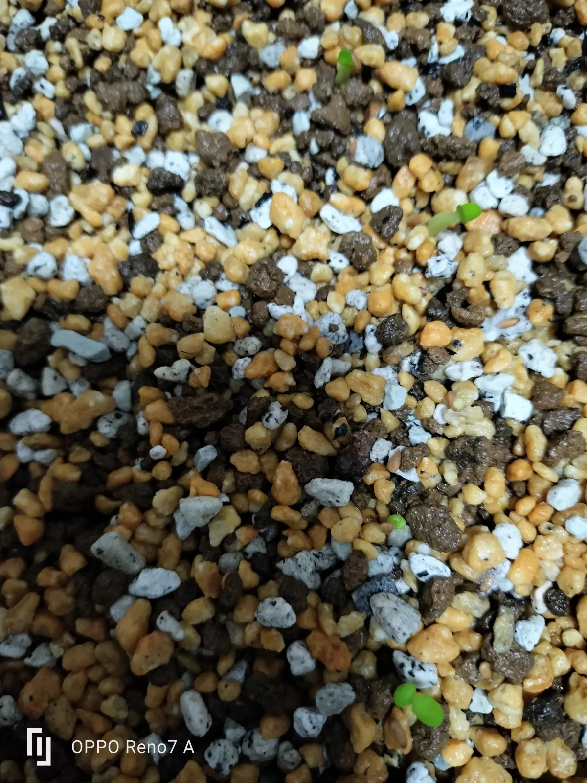 Pachypodium brevicaule (パキポディウム ブレビカウレ（短茎）)