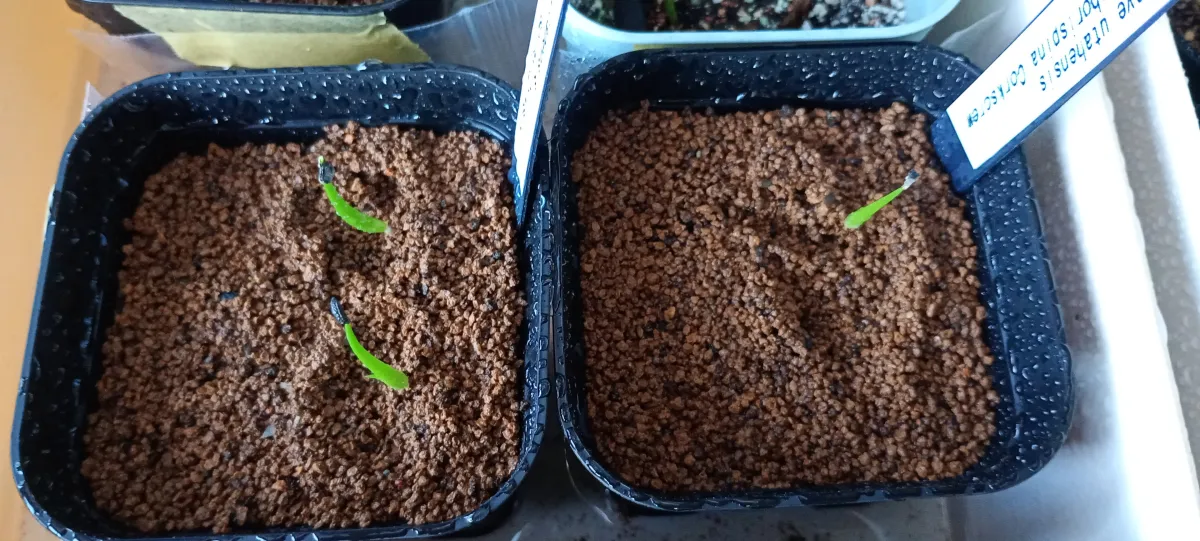 Agave utahensis var. eborispina Corkscrew (アガベ ユタエンシスコークスクリュー)