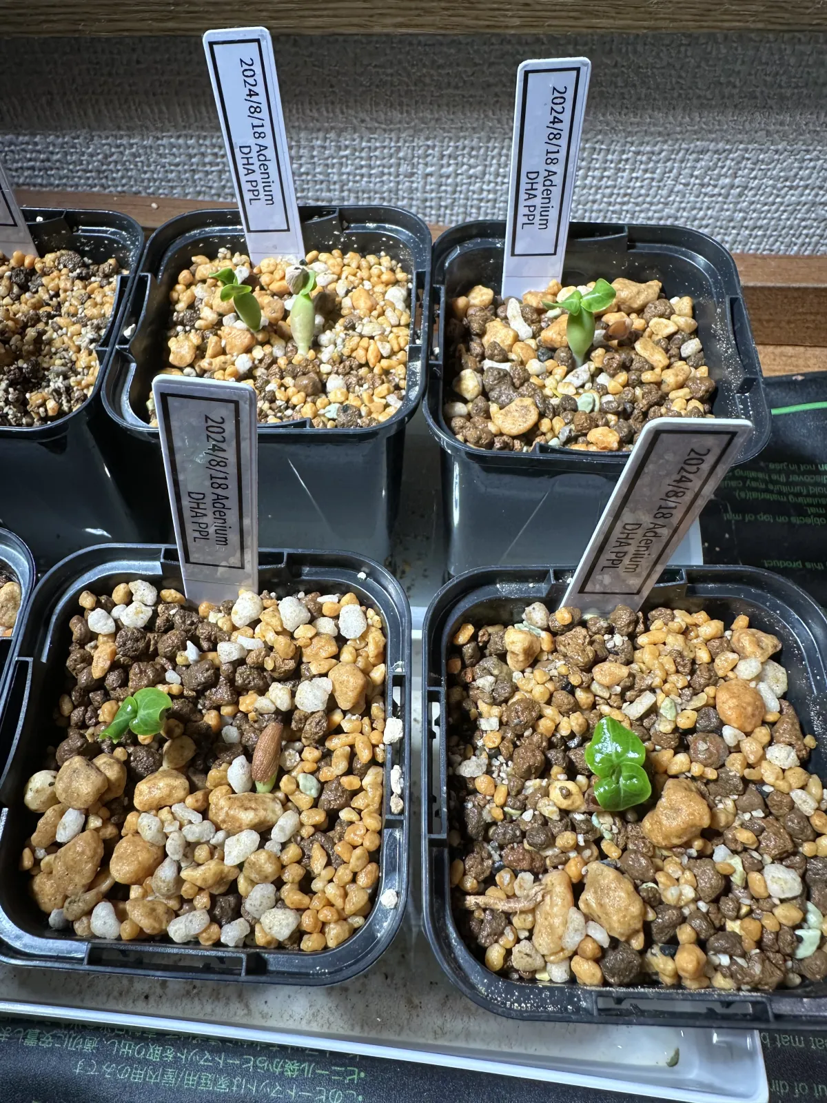 DHA PPL Adenium DHA PPL (アデニウム)