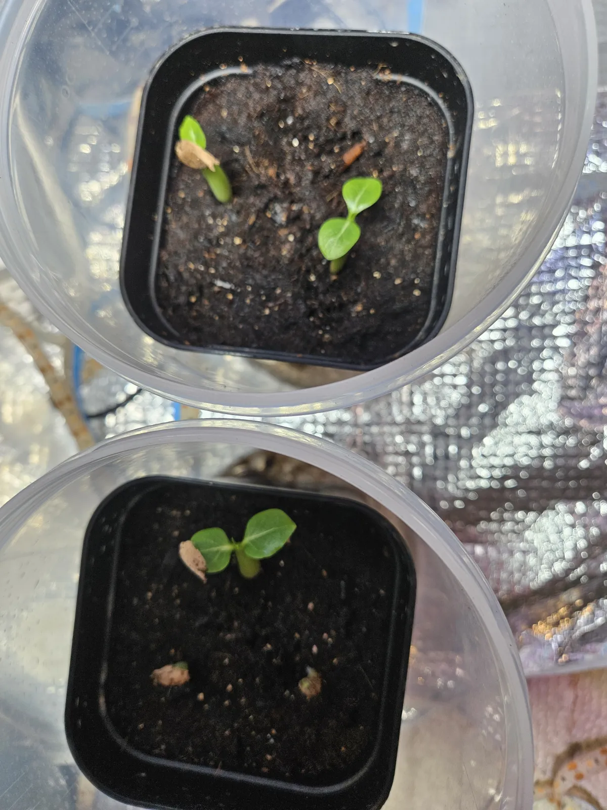 Adenium arabicum Godji (アデニウム アラビカムゴッジ)