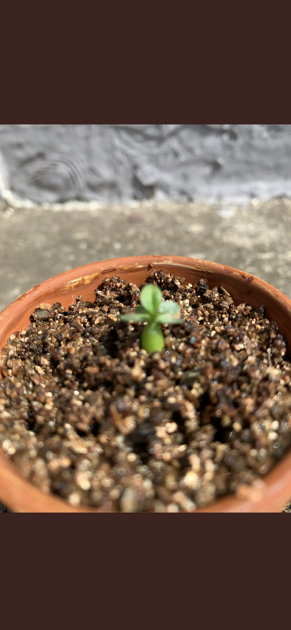 Pachypodium succulentum (パキポディウム サキュレンタム)